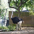 新竹動物園P1040849.jpg