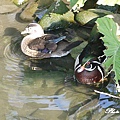 新竹動物園P1040821.jpg