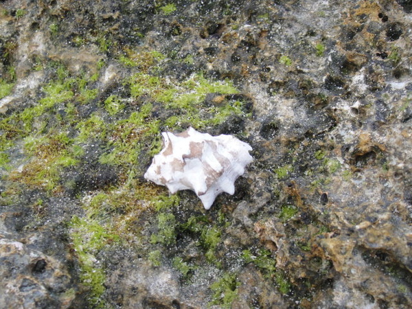 白色的貝殼