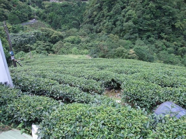 這邊也都是茶園