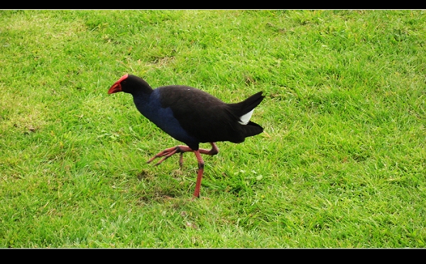 Pukeko.jpg