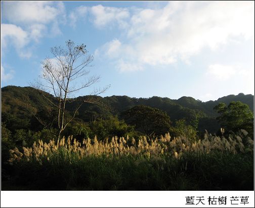 藍天 芒草.jpg 藍天 芒草.jpg