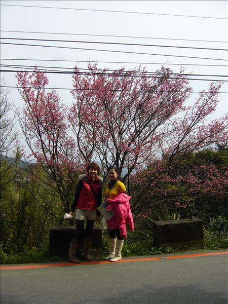 路邊的櫻花樹