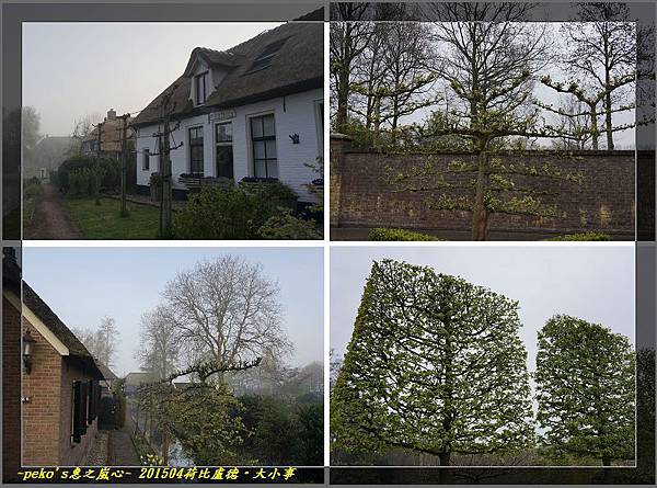 荷蘭特色樹.jpg
