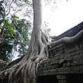 Angkor。吳哥窟。塔普倫寺Ta Phrom