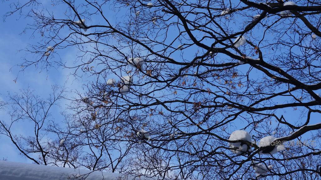 北海道雪景旅行15.JPG