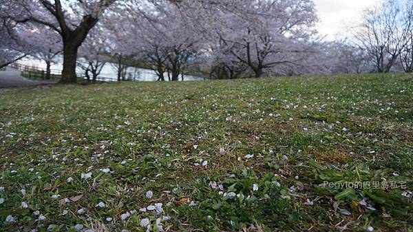 日本京都奈良櫻花旅遊132.JPG