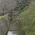 日本京都奈良櫻花旅遊21.JPG