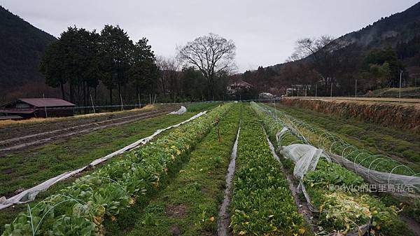 日本京都奈良櫻花旅遊90.JPG