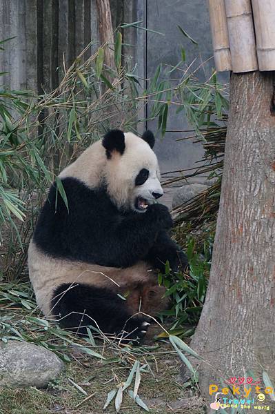 成都美食與熊貓72.JPG