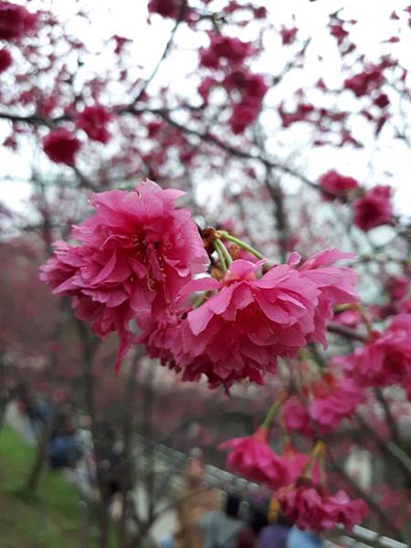 20190228_165229.jpg 20190228_165229.jpg