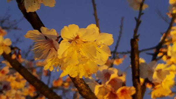 20210201_175837.jpg 20210201_175837.jpg