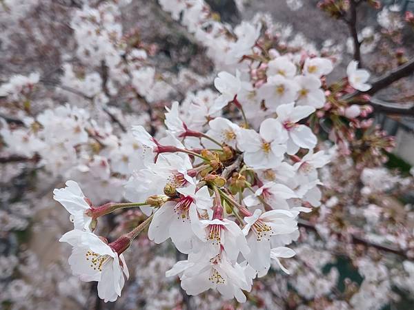 [韓國]釜山~影島~東三海水川20240330櫻花花況分享