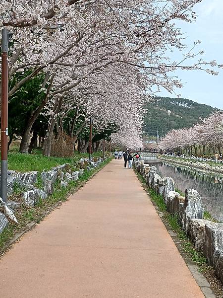 [韓國]釜山~影島~東三海水川20240330櫻花花況分享