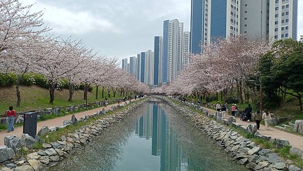 [韓國]釜山~影島~東三海水川20240330櫻花花況分享