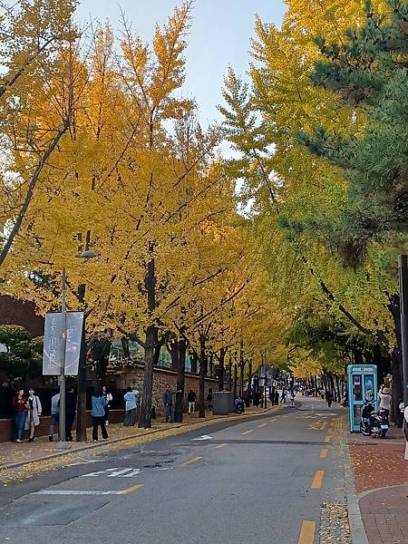 [韓國]市廳站~德壽宮石牆路&貞洞路(2024/11/11)