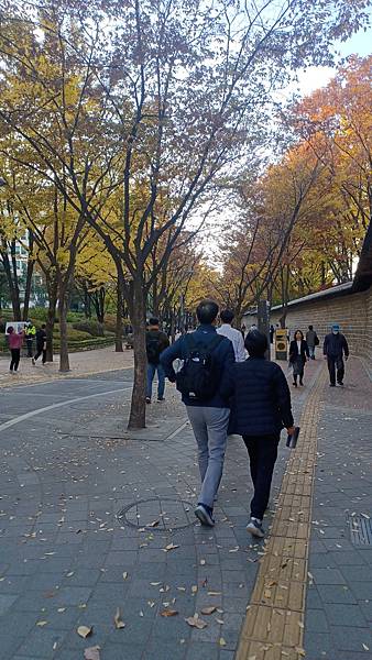 [韓國]市廳站~德壽宮石牆路&貞洞路(2024/11/11)