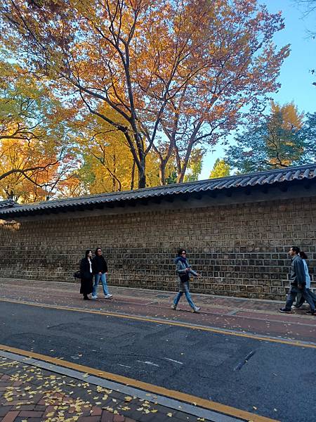 [韓國]市廳站~德壽宮石牆路&貞洞路(2024/11/11)