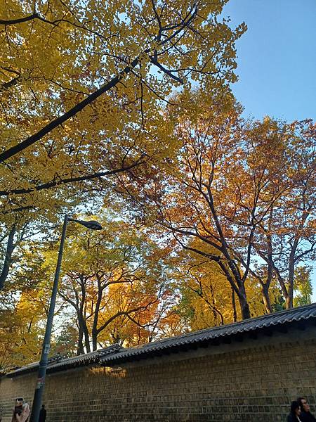 [韓國]市廳站~德壽宮石牆路&貞洞路(2024/11/11)