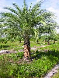 wild date palm