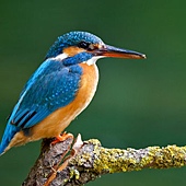 kingfisher