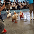 P9050115.JPG