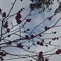 京都天滿宮的梅花