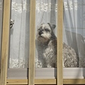 窗邊的小狗
