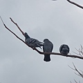 樹枝上的鴿子
