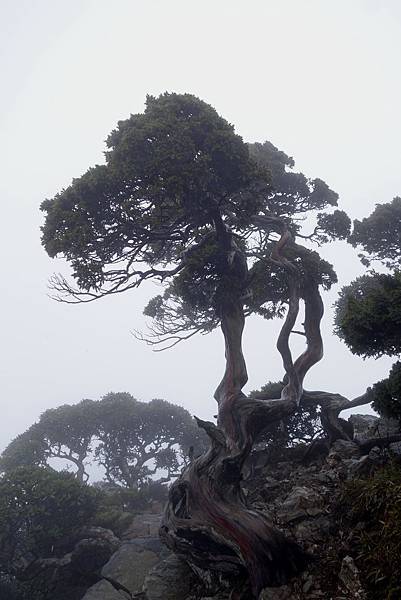 合歡山東峰之雪松