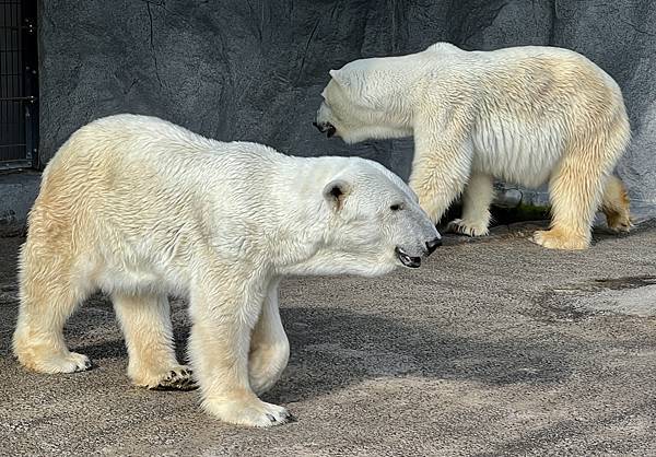 旭山動物園北極熊.jpg