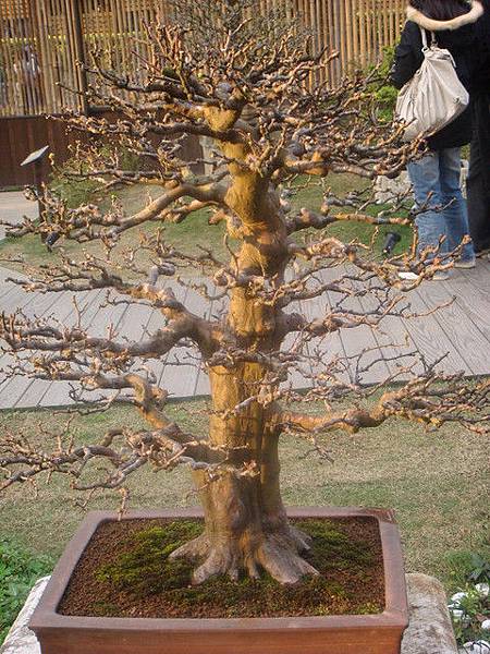 養生館的樹120年花梨1