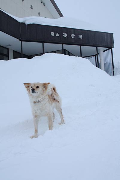 34 在雪地裡玩耍很開心 一點都不怕冷的樣子