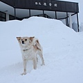 34 在雪地裡玩耍很開心 一點都不怕冷的樣子