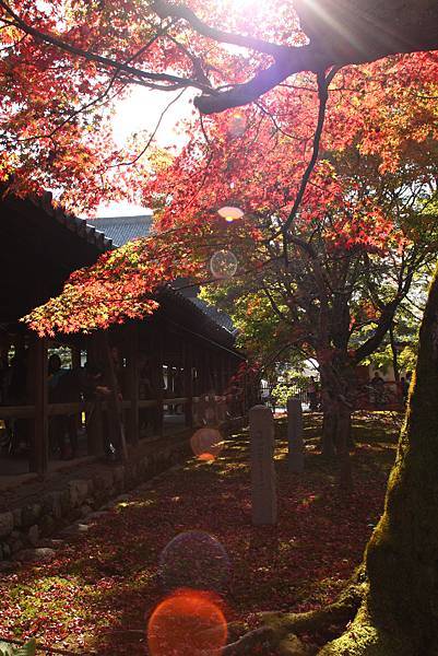 D2 東福寺09.JPG