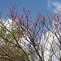 20070223陽明山花季 002.jpg