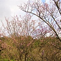 20070223陽明山花季 034.jpg