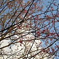 20070223陽明山花季 037.jpg