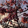 20070223陽明山花季 049.jpg