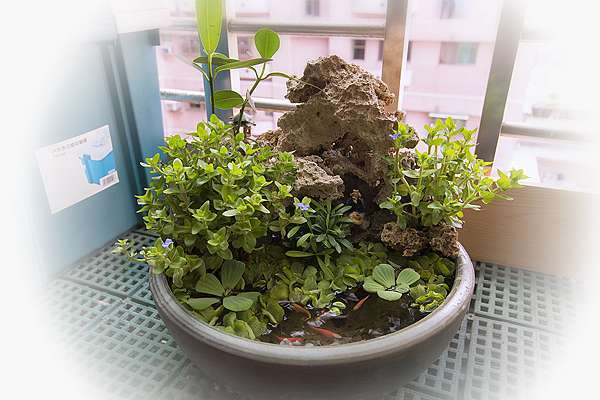 小水盆花草佈置 水生植物植栽 Propopo的影像世界 痞客邦