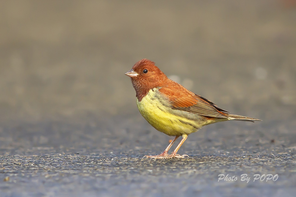 DX5A0582-980.jpg DX5A0582-980.jpg