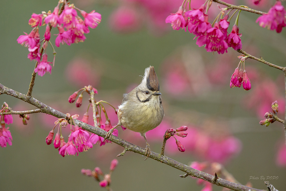 DX5A1962-1980b.jpg DX5A1962-1980b.jpg