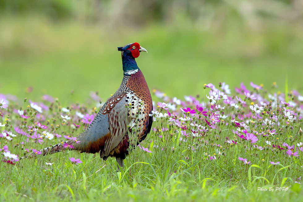 DX5A5214-980.jpg DX5A5214-980.jpg