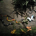 3-Rainforest Cafe