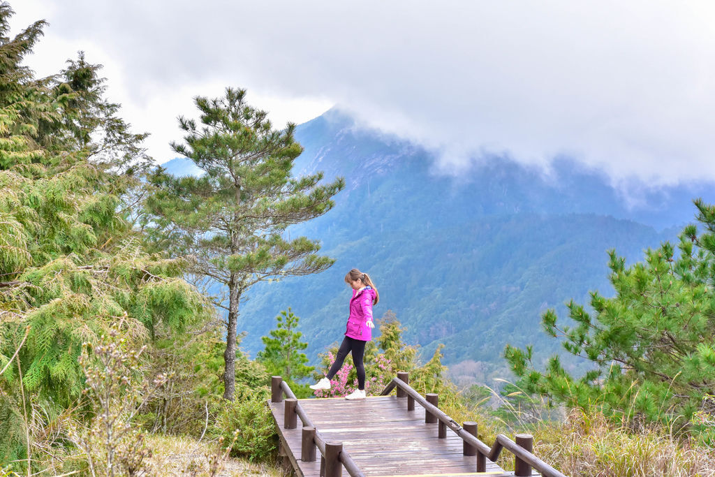 苗栗】觀霧山莊。兩天一夜賞櫻健行- 拜訪霧社櫻王.檜山巨木群.雲霧步道 ...