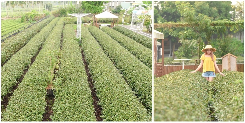 茶二指-3.jpg 茶二指-3.jpg