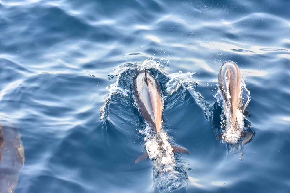 DSC_4595.jpg DSC_4595.jpg