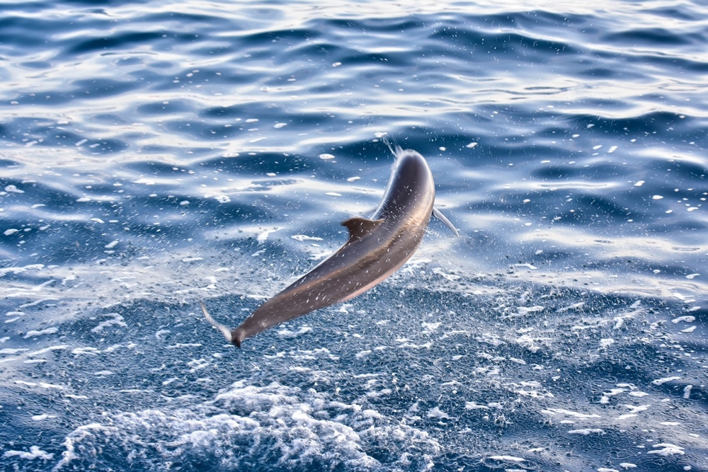 DSC_4624.jpg DSC_4624.jpg