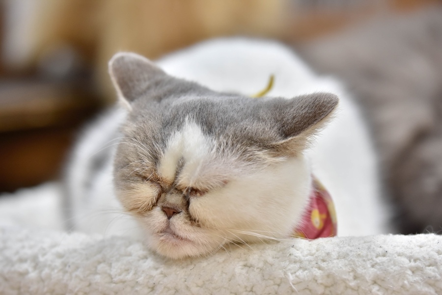 _DSC1536.jpg _DSC1536.jpg