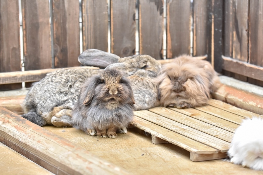 _DSC1532.jpg _DSC1532.jpg